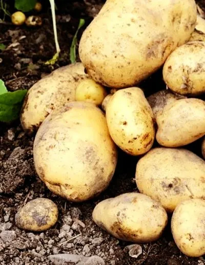 home-grown-2